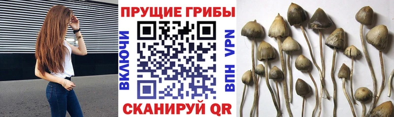 Псилоцибиновые грибы мицелий  Купить где  Городище 